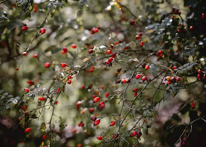 In 34975 בית נופש *